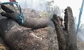 Phát sốc với hình ảnh 'mãng xà' lớn như thân cây bị chết vì cháy rừng