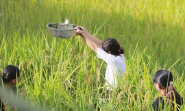 Khách du lịch xắn tay, bắt cá chép trên ruộng bậc thang