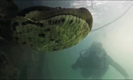 Kinh hãi vì gặp phải trăn Nam Mỹ khổng lồ khi lặn