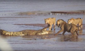 VIDEO: Ấn tượng cảnh 3 con sư tử không 'bắt nạt' nổi cá sấu mắc cạn