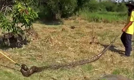 Video: 'Hoảng hồn' khi đụng phải trăn khủng 5 mét trong bụi rậm