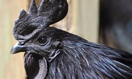 Những điều bất ngờ về 'gà mặt quỷ' đột biến khiến cả thân hình đen như than