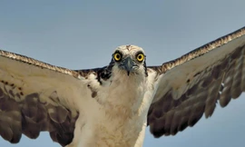 khoảnh khắc nhận được lượt chia sẻ khủng của chim ó.