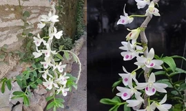 Chậu Juliet vừa được giao dịch có giá gần 90 tỷ đồng khiến dư luận xôn xao.