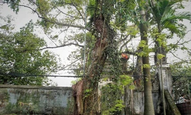 Làng ngoại thành Hà Nội dự kiến thu về 150 tỷ từ bán đấu giá gỗ sưa