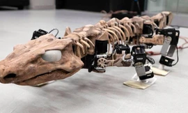 Hoá thạch loài thằn lằn cổ đại được tái sinh dưới dạng robot đặc biệt. 