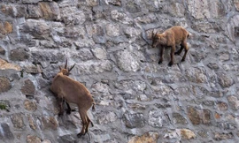 Đàn dê 'thách thức trọng lực', bám chặt trên vách đá để liếm muối