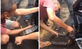 Hoảng sợ phát hiện con rắn dài 2 mét trong gầm xe máy