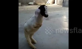 Video: Bất ngờ với hình ảnh của chú dê chỉ có hai chân