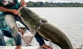 Bất ngờ với hình ảnh cá hải tượng khổng lồ 'sa lưới' ngư dân Brazil