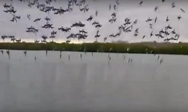  'Sửng sốt' cảnh hàng trăm con chim điên lao mình xuống nước