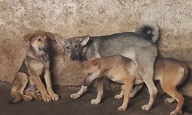 Hà Nội dự kiến cấm bán thịt chó ở các quận từ 2021