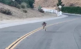 Rắn đuôi chuông tung đòn khiến linh miêu nhảy cẫng