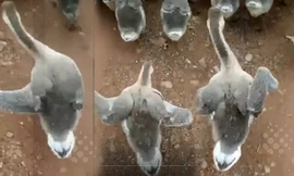Clip ngỗng con vừa đi vừa 'quẩy' như vũ công