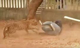 Video: Báo 'điên' hoang dã liên tục tấn công người ở Ấn Độ