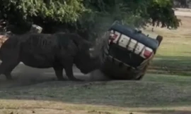 Tê giác nổi điên húc văng và lật đi lật lại ô tô đang có người trong công viên