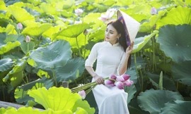 Những đầm sen tuyệt đẹp quanh Hà Nội nhất định phải check-in một lần