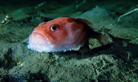 Phát hiện những sinh vật kì lạ ở độ sâu 1000m dưới lớp băng ở Nam Cực