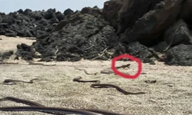 Kinh hoàng khoảnh khắc kì nhông bị đàn rắn 'khủng' lớn rượt đuổi