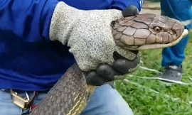 Video:'Hãi hùng' khi phát hiện hổ mang chúa khổng lồ dưới bồn rửa bát