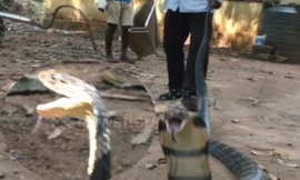 Video: Thót tim với cảnh rắn hổ mang chúa khủng hung dữ tấn công người