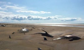 Kinh hãi phát hiện ít nhất 50 xác cá voi trên bờ biển vắng