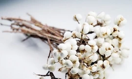 Thương hiệu trẻ trở thành nhà tài trợ hoa độc quyền sự kiện Hoa hậu VN