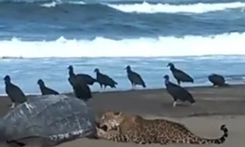 Bất ngờ với cảnh báo đốm ăn thịt rùa lớn nhất thế giới 