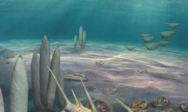 Phát hiện loài 'bọ bạo chúa' có kích thước khổng lồ cách đây 500 triệu năm