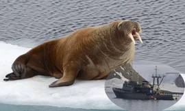 Hải mã giận dữ đánh chìm tàu hải quân của Nga để bảo vệ con