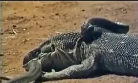 VIDEO: Hãi hùng cảnh kỳ đà khổng lồ 'xé xác' hổ mang chúa