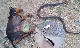 Xúc động cảnh chú chó bỏ mạng vì kịch chiến với rắn độc để bảo vệ cô chủ nhỏ