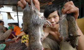 Độc đáo nghề 'thổi nước' vào hang bắt chuột đồng ở miền Tây