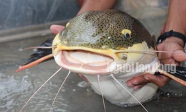 Lão nông Bạc Liêu sở hữu 'thủy quái' vùng Amazon nặng 15 kg