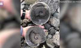 Hóa thạch 185 triệu năm trông như quả cầu bằng vàng