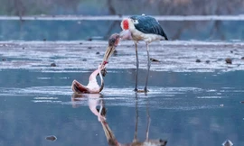 Dũng cảm phản công, hồng hạc thoát khỏi kẻ tử thù ngoạn mục