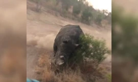 Thót tim cảnh tê giác 'nổi điên' đuổi xe chở khách du lịch với vận tốc cực đại