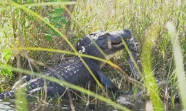 Video: Kinh hãi cảnh cá sấu nuốt trăn 'khủng'