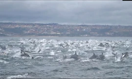 Kinh ngạc cảnh 1000 cá heo khổng lồ điên cuồng chạy trốn cá voi sát thủ