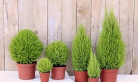 Bất ngờ với đạo cụ sống ảo 'gây sốt' mùa Giáng sinh năm nay