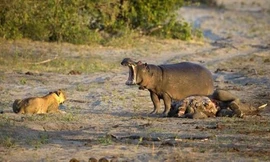 Hà mã đánh lui mẹ con sư tử để ăn thịt voi