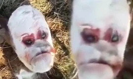 Hình ảnh khuôn mặt giống người của con bê đột biến.