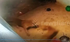 Video: Hoảng hốt với cảnh báo lẻn vào nhà bắt trộm chó