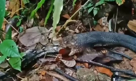 Video: Không tin vào mắt khi rắn hổ mang 'ăn tươi nuốt sống' trăn 'khủng'