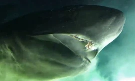 Sửng sốt khoảnh khắc chạm trán cá mập nguyên thủy khổng lồ dưới lòng đại dương