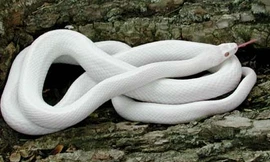 Bẫy được rắn hổ mang bạch tạng, trả gần 200 triệu không bán