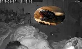 Video: Kinh hoàng cảnh trăn lớn bò vào nhà cắn cụ bà lúc nửa đêm