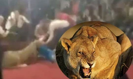 Đang biểu diễn xiếc, sư tử tấn công bé gái 4 tuổi