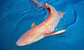 Cá mập là loài sinh vật kì lạ ngay từ khi còn ở trong bụng mẹ. 