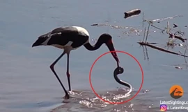 Hạc tấn công rắn dưới sông Nam Phi